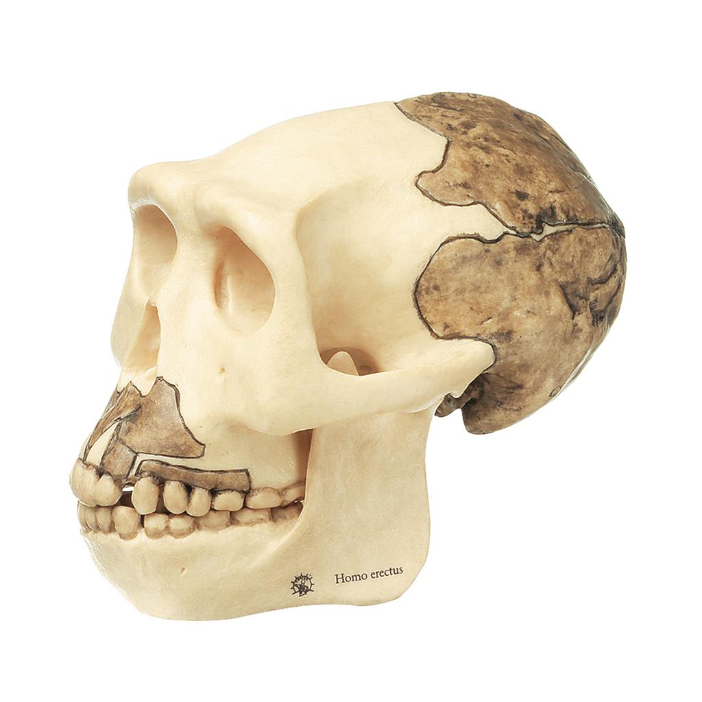 Schädelrekonstruktion von Homo erectus