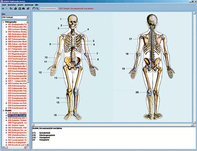 Skelett, Muskulatur und Bewegungs- apparat des Menschen, CD-ROM